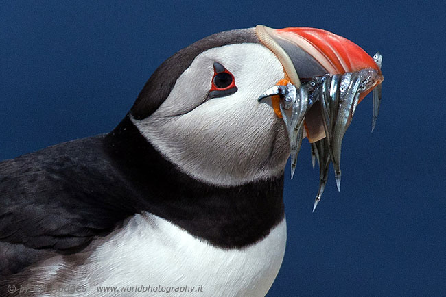 Puffin with catch